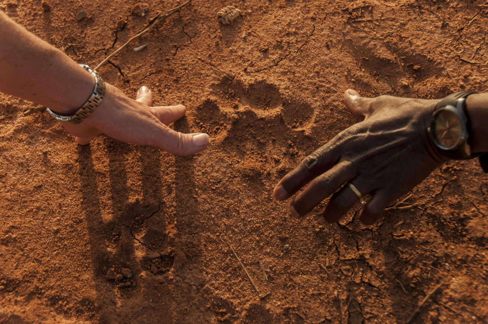 guest and guide comparing their hand print in the red dirt to that of a larger cat
