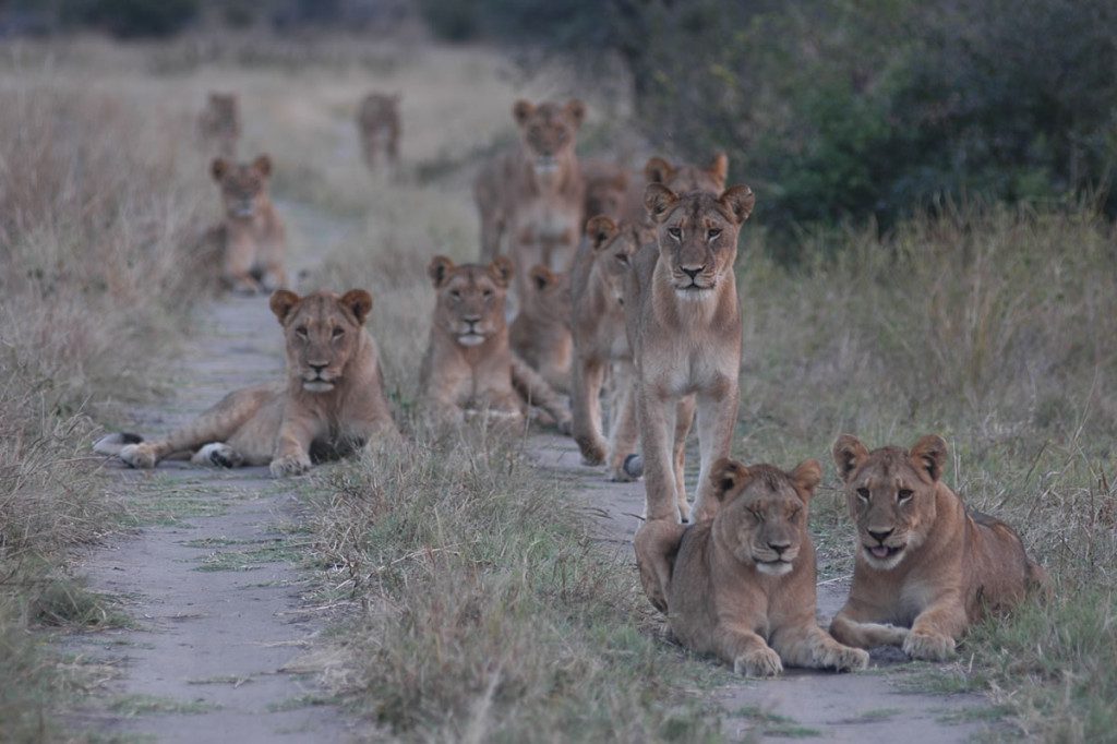 Get Involved! Zimbabwe Conservation Safari, Lionesses