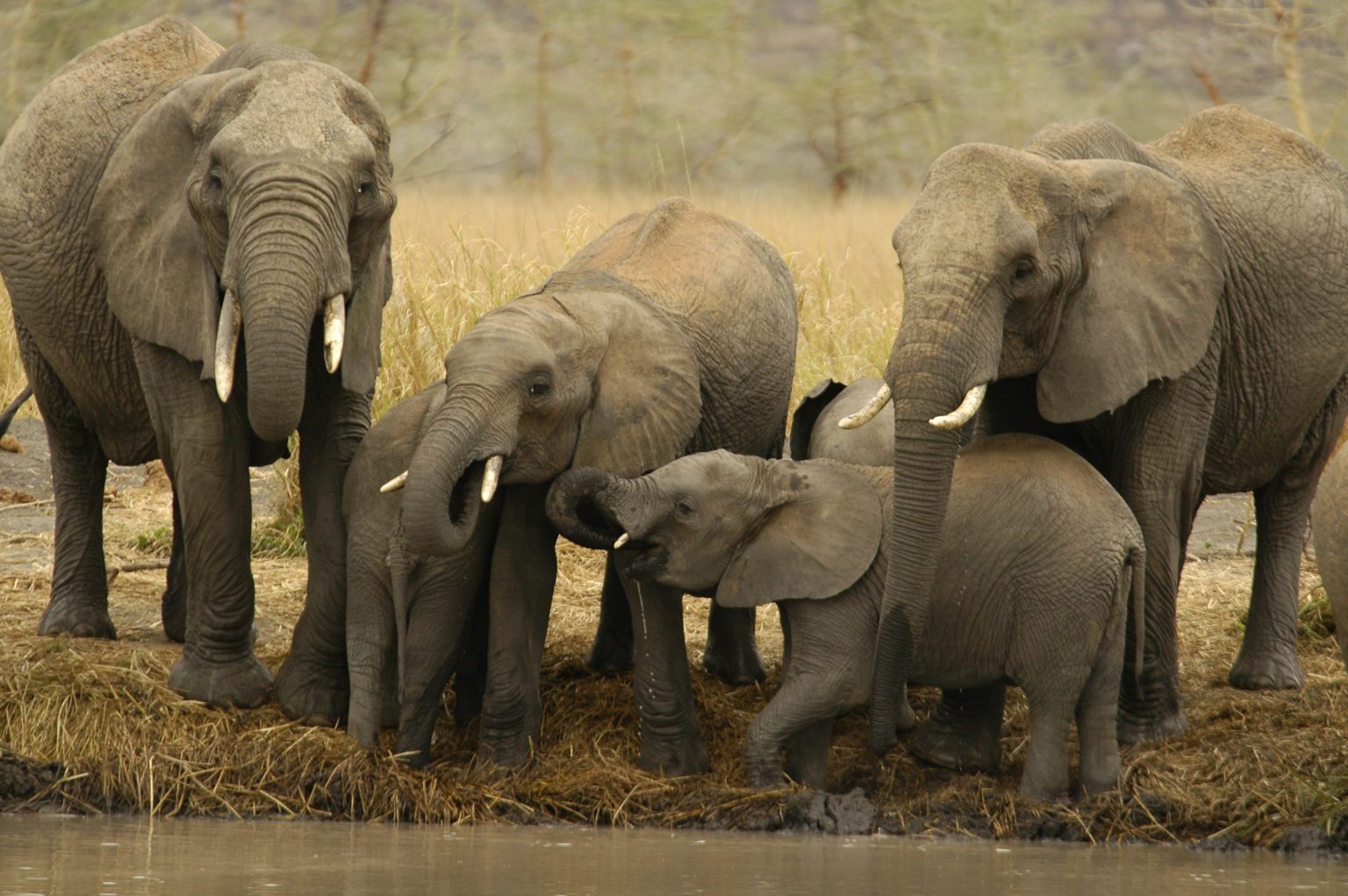 herd of elephants on the move in Tsavo