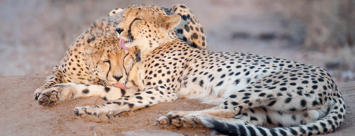 two cheetah intertwined laying down