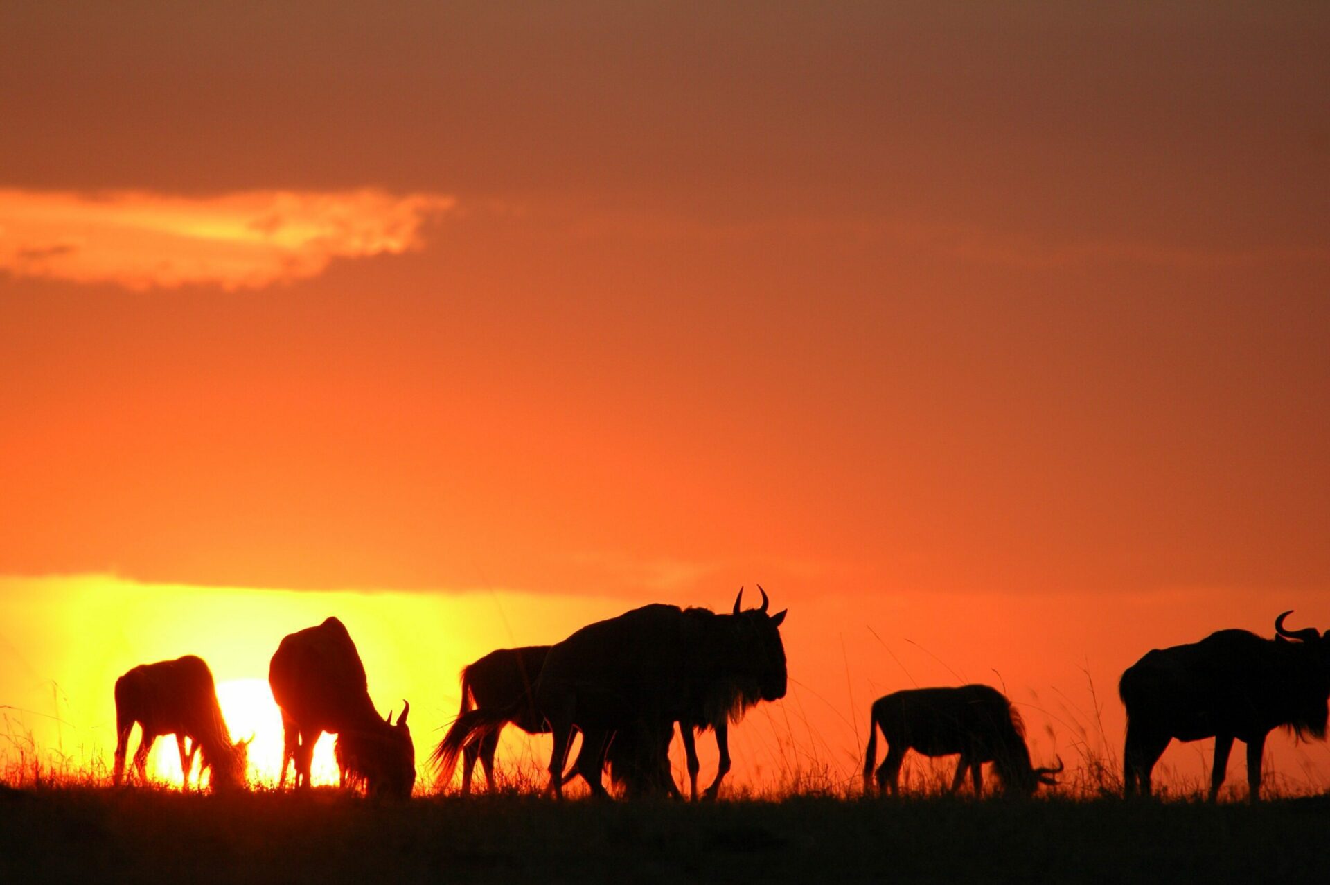 On our northern Tanzania safari see a herd of wildebeest with an orange sunset in the backdrop