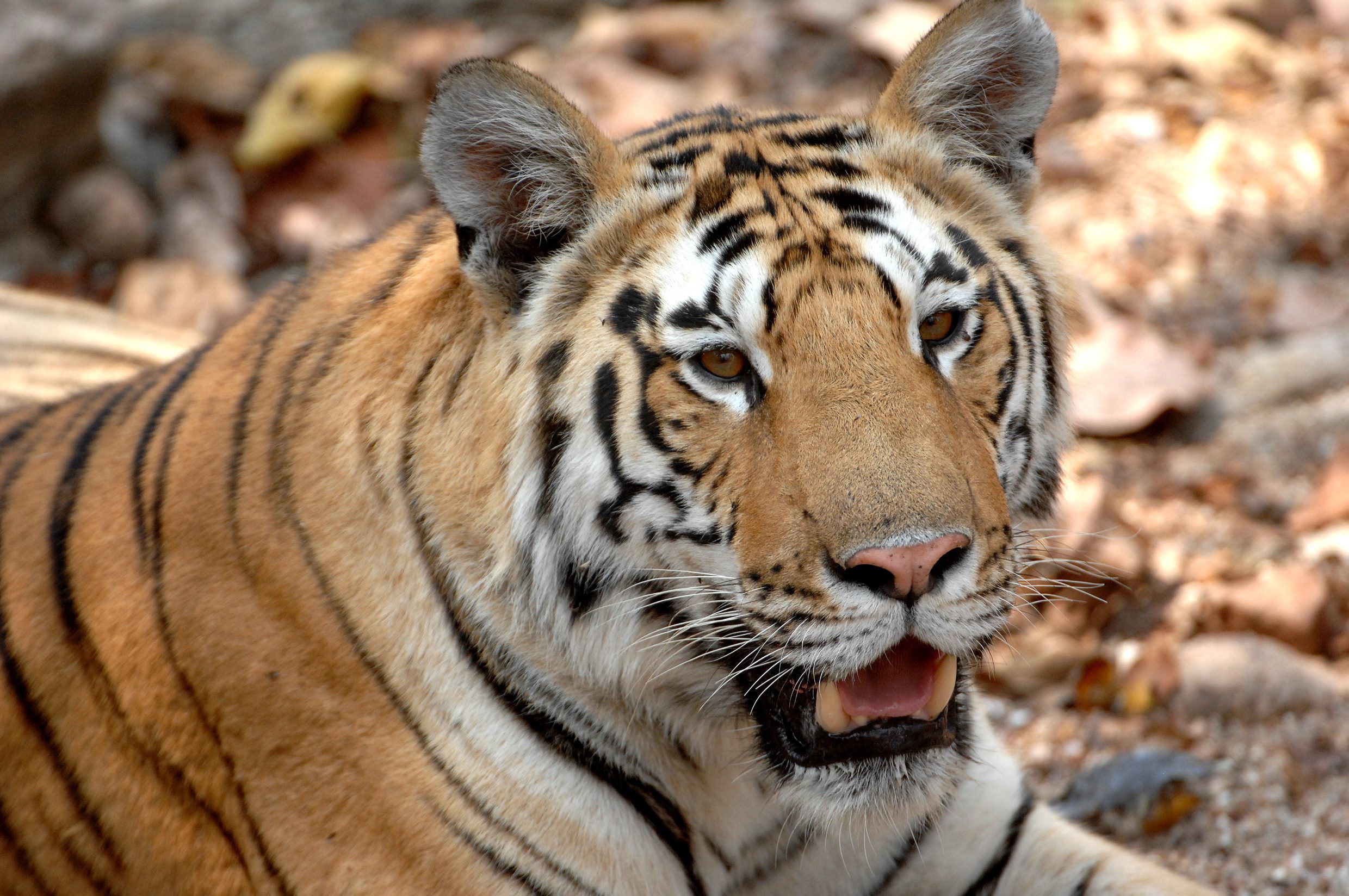 Bengal Tiger Safari Holidays - Natural World Safaris