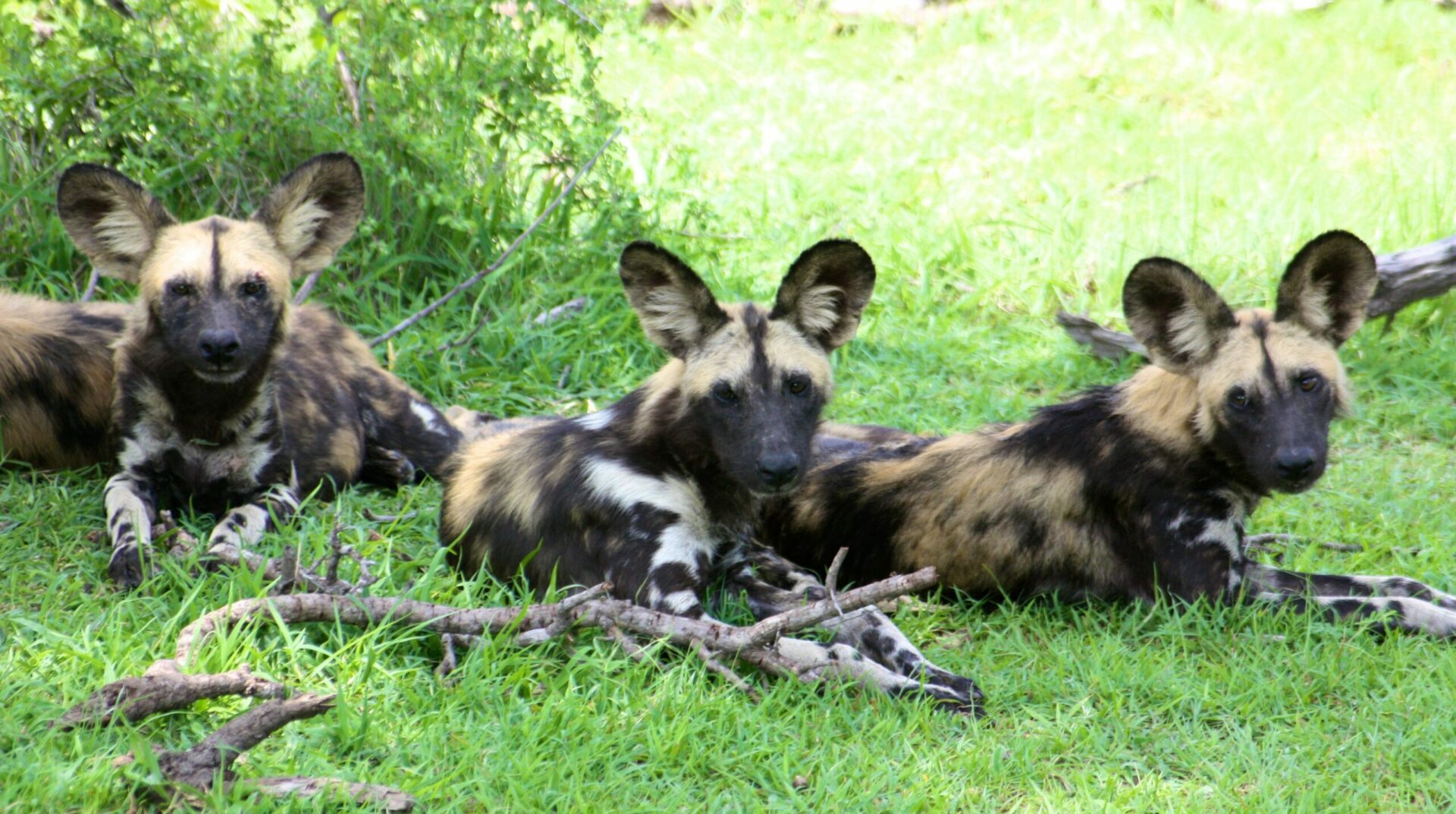 three wild dogs laying down in the green grass with a stack of sticks at their paws