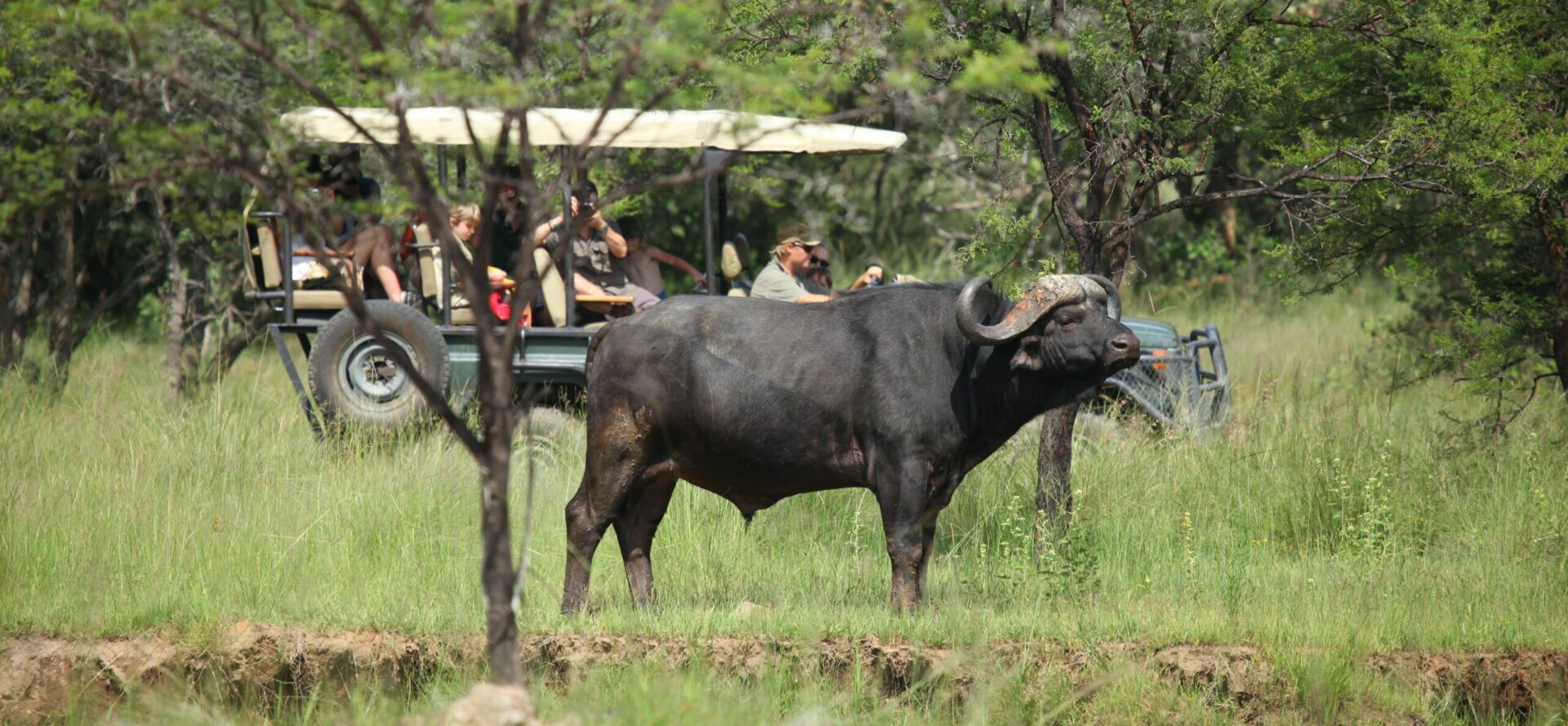 single buffalo grazing while a vehicle watches in the distance among the tall green gass at ants nest