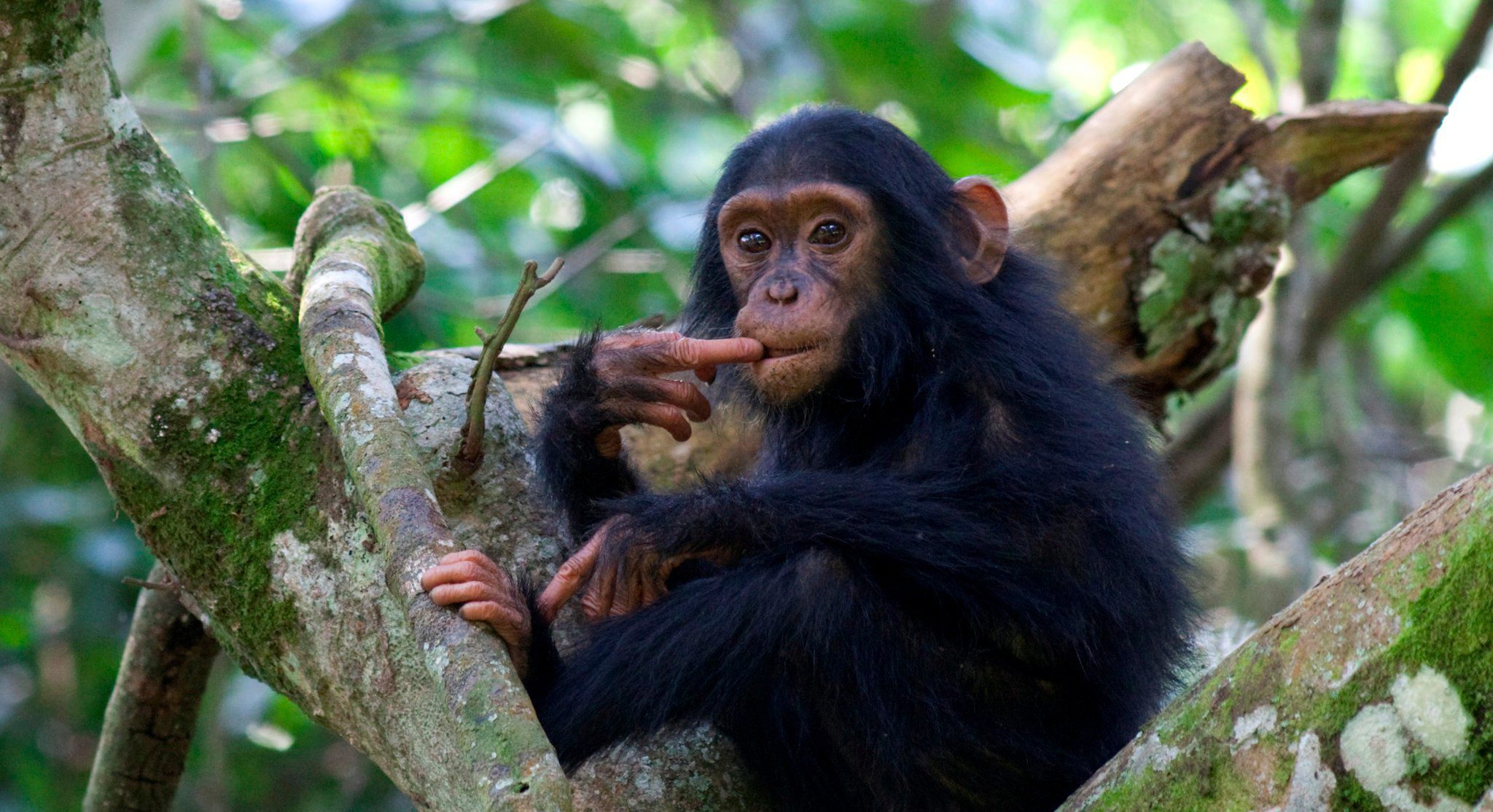 chimpanzee baby in a tree seen on a chimpanzee trek in Africa