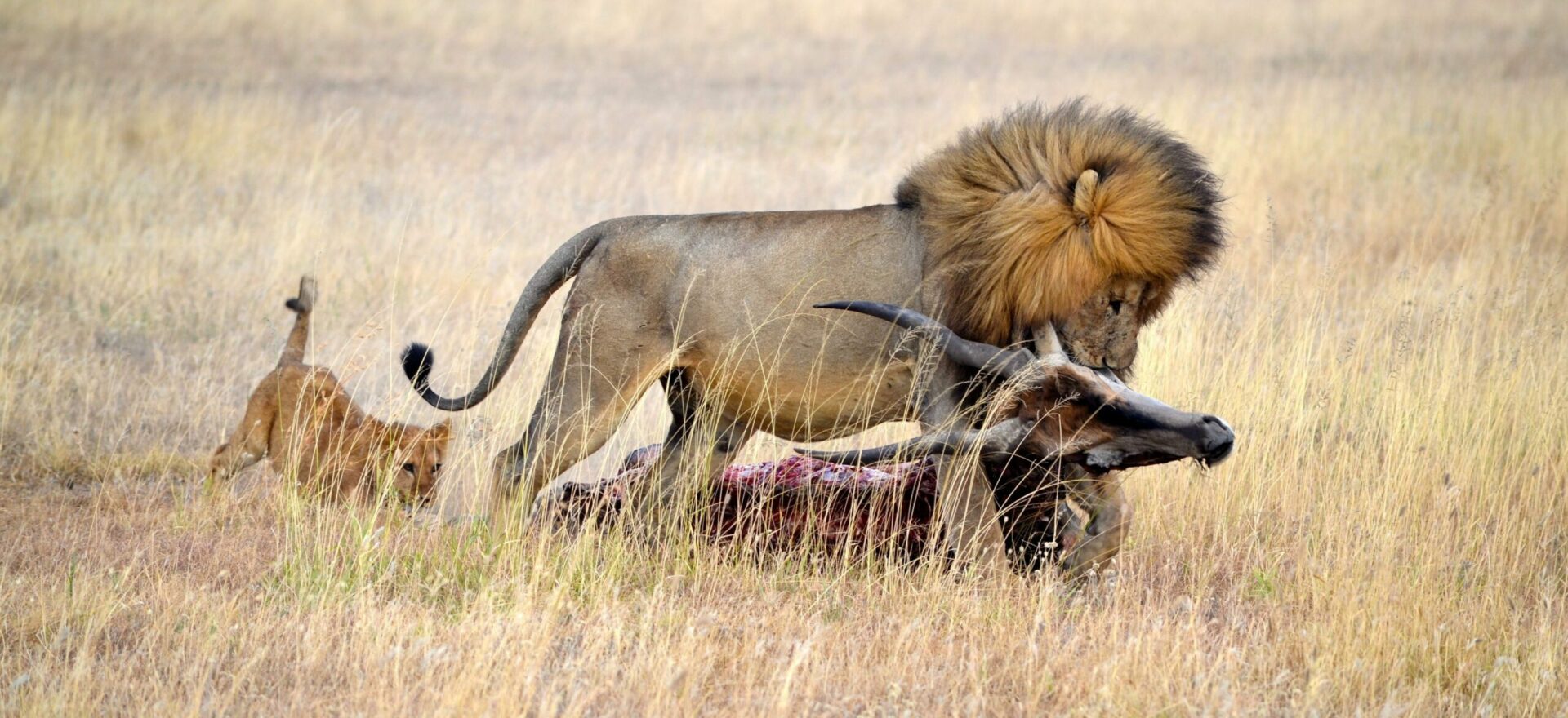 lion with a topi kill in the open plains. a cub is trailing viewed on safari in tanzania