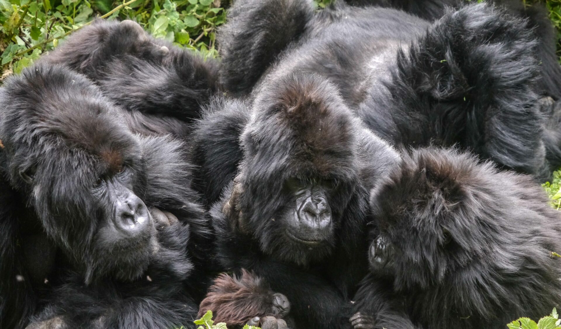 gorilla troop entwined seen on Rwanda safari