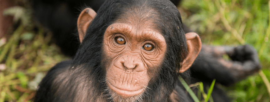 Chimpanzee Ngamba Island