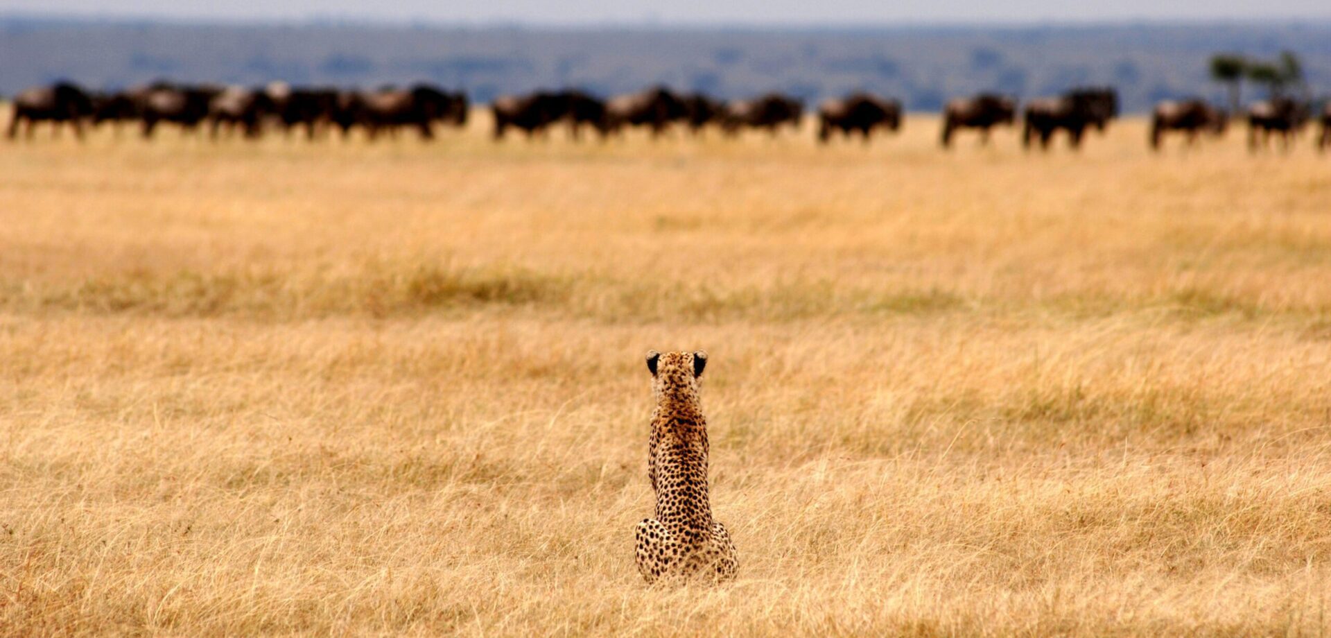 cheetah in a grassy plain looking at herd