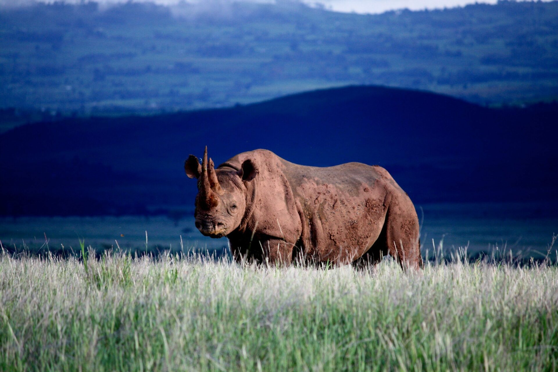 lone rhino in a field with blueish hills in the background