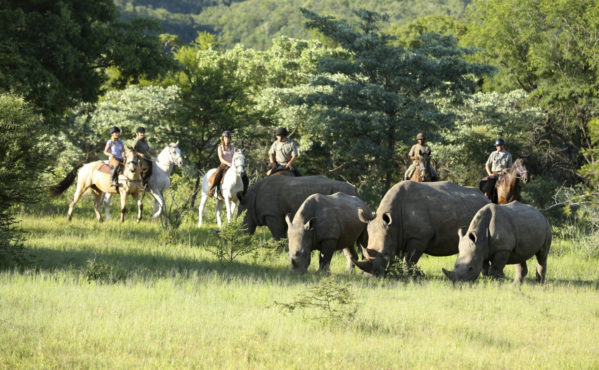horseback riders stopping to look at rhino in the open grass