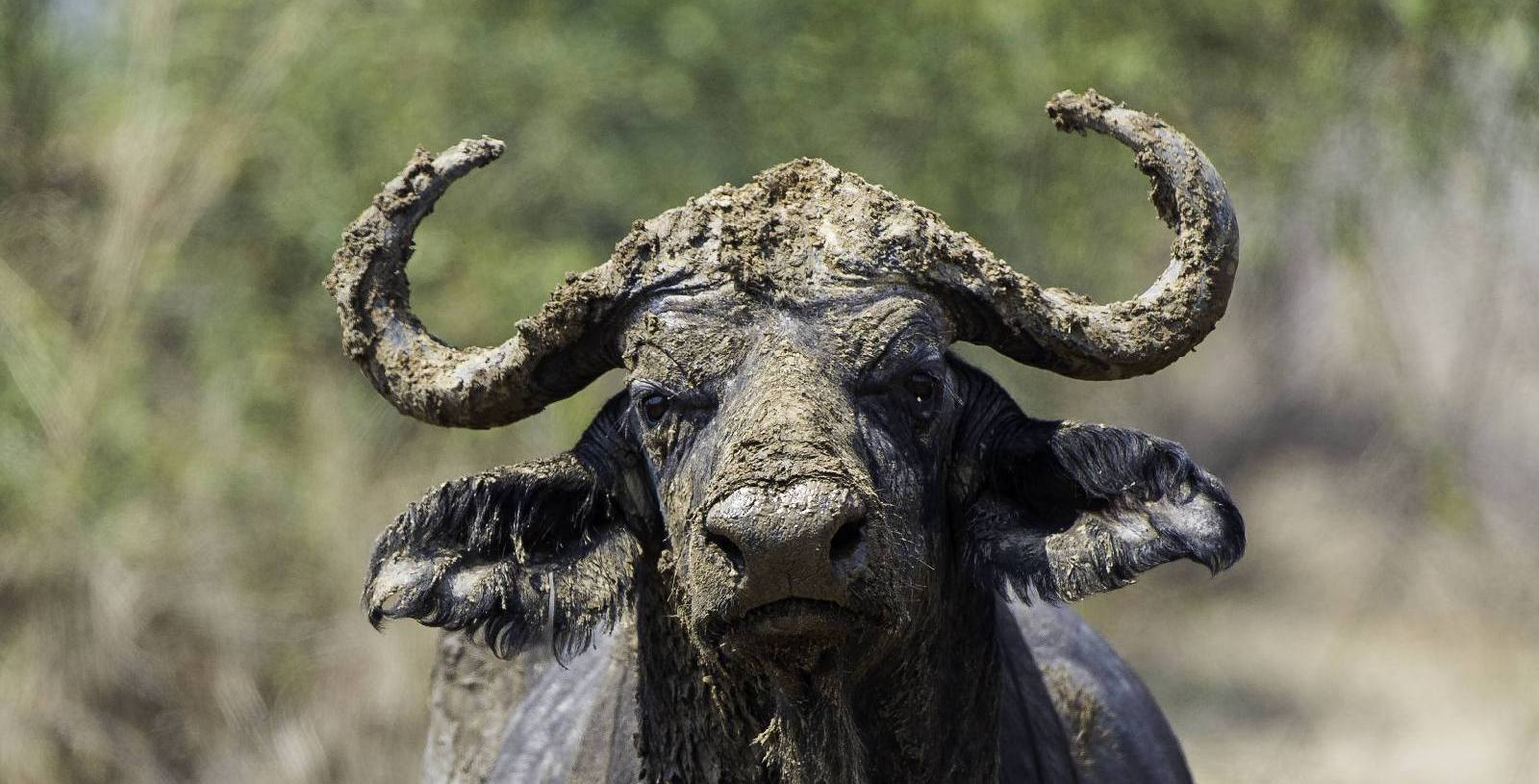 Buffalo looking straight ahead with a muddy face in South Luangwa