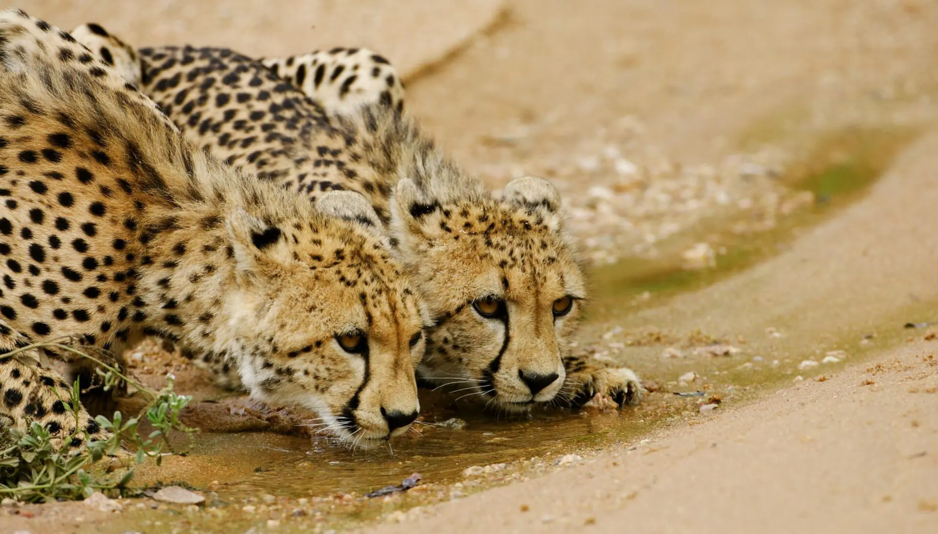 two cheetahs lurking down and drinking from a small water source at royal malewane in timbavati south africa safari