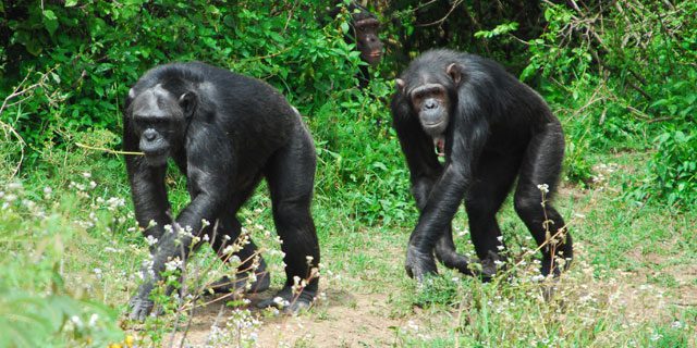 chimpanzees walking