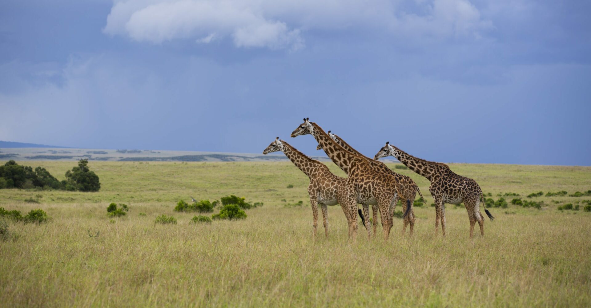 group of giraffe out on the open plains of the Maasai Mara on this Southern Africa safari