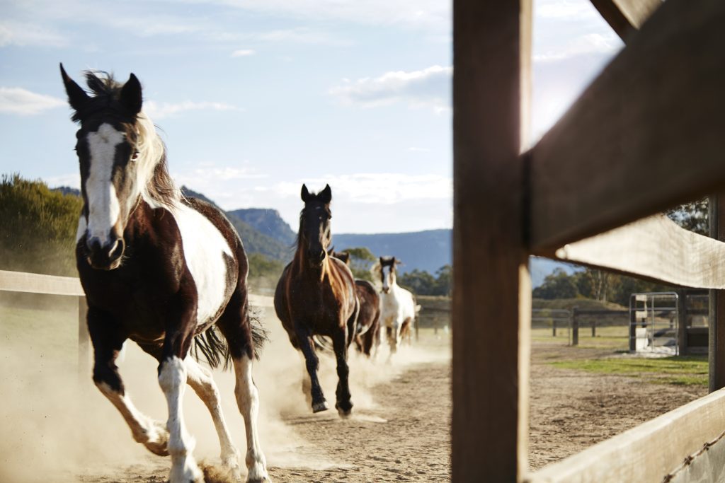Horses race past a fence at a stable in the Blue Mountains outside of Sydney on australia tour