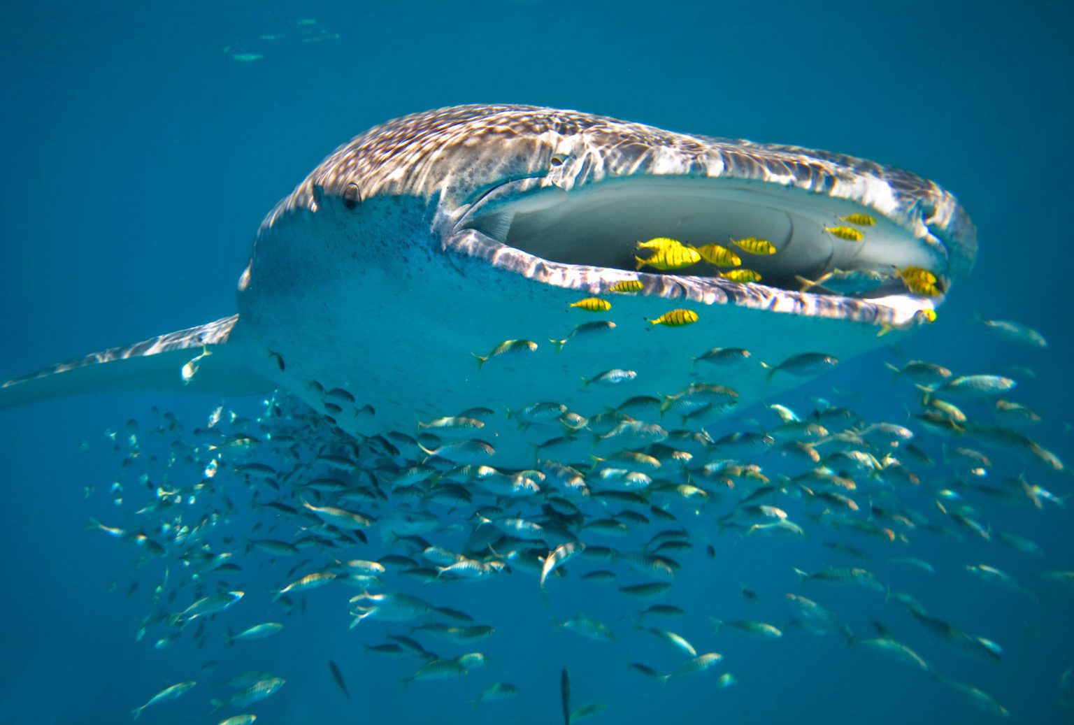 A whale shark gliding through the water and feeding on fish in Ningaloo Reef