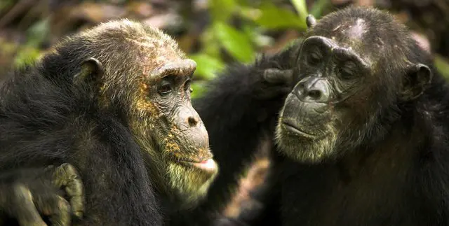 two chimps at Greystoke Mahale