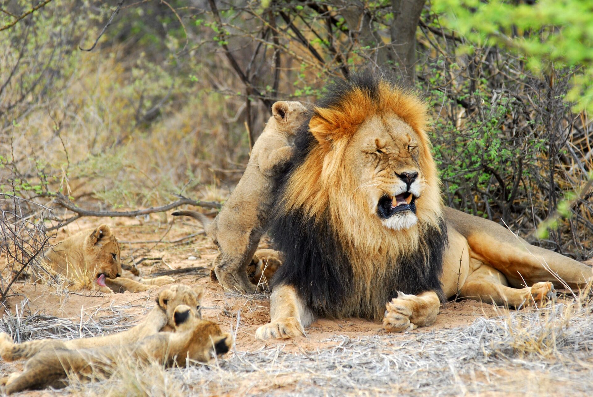black maned lion with three adorable cubs playing around him under a shaded tree in southern kalahari
