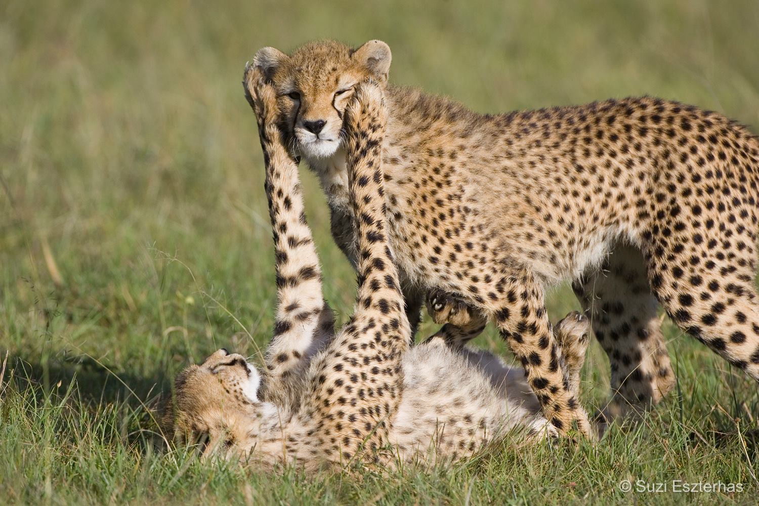 Choosing responsible wildlife encounters on safari, Cheetahs