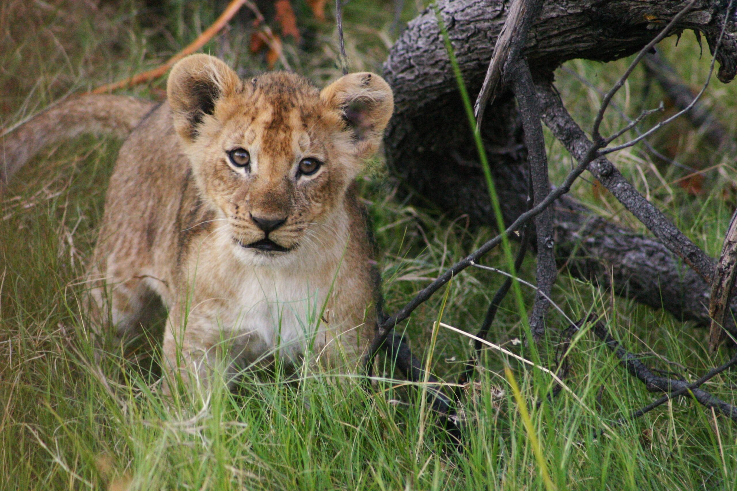 Choosing responsible wildlife encounters on safari, Lion Cub