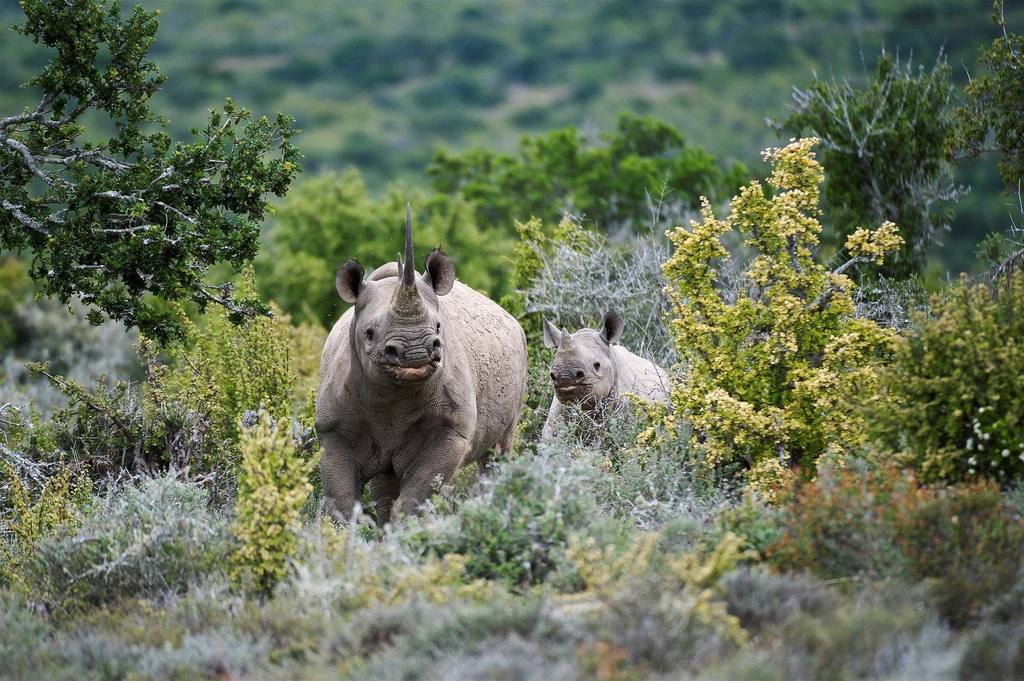 Choosing responsible wildlife encounters on safari, Rhino mom & baby