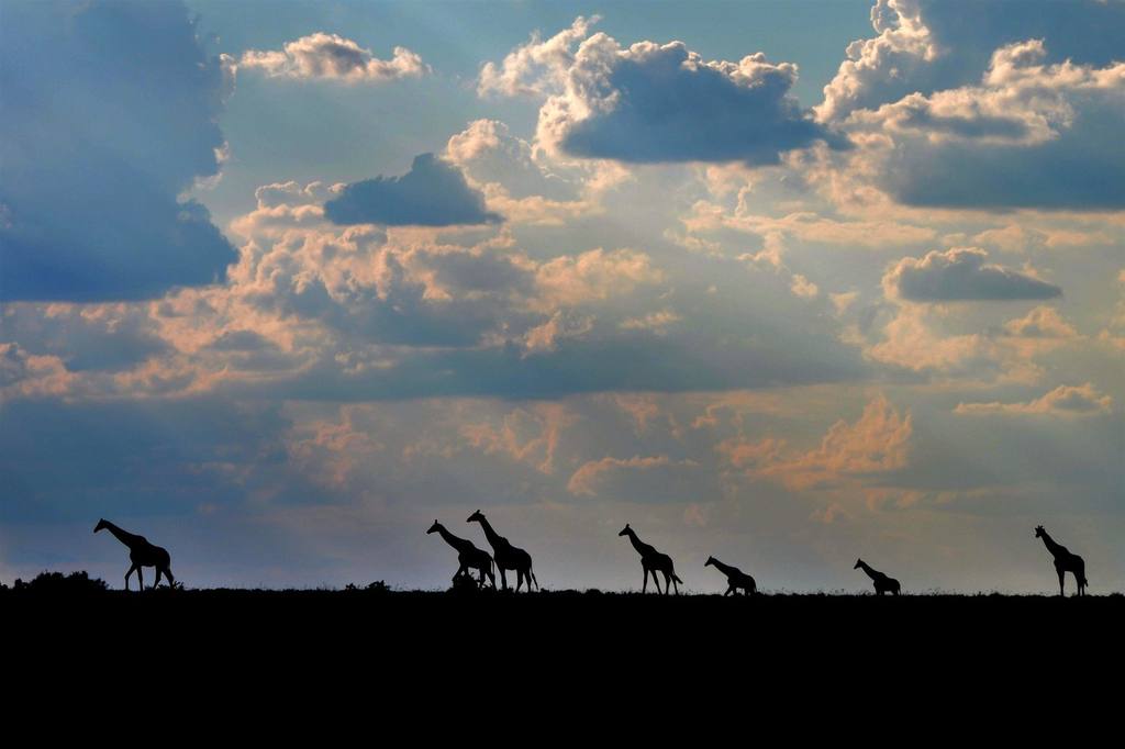 giraffe walking with clouds