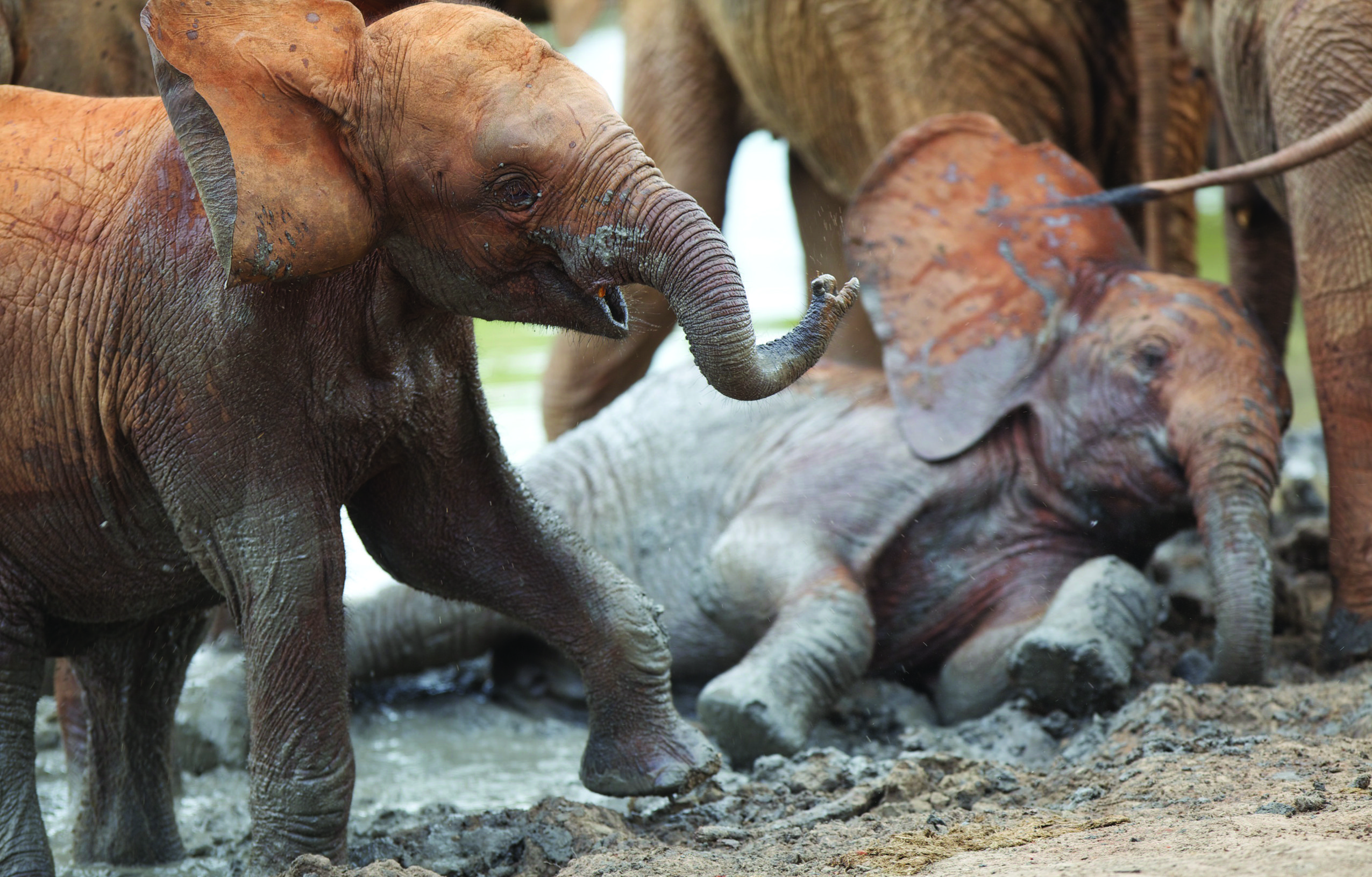 Choosing responsible wildlife encounters on safari, Baby Elephant