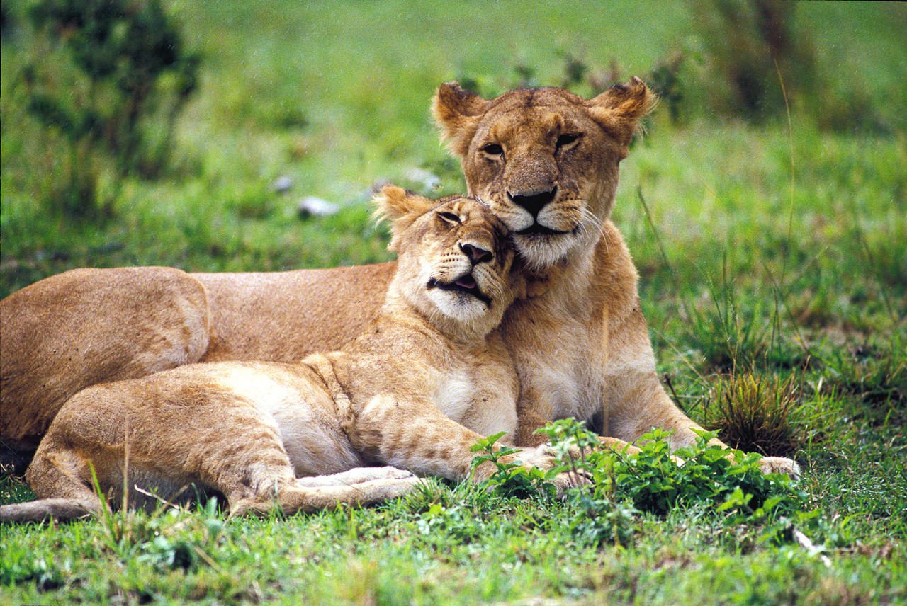Choosing responsible wildlife encounters on safari, Lioness & her Cub
