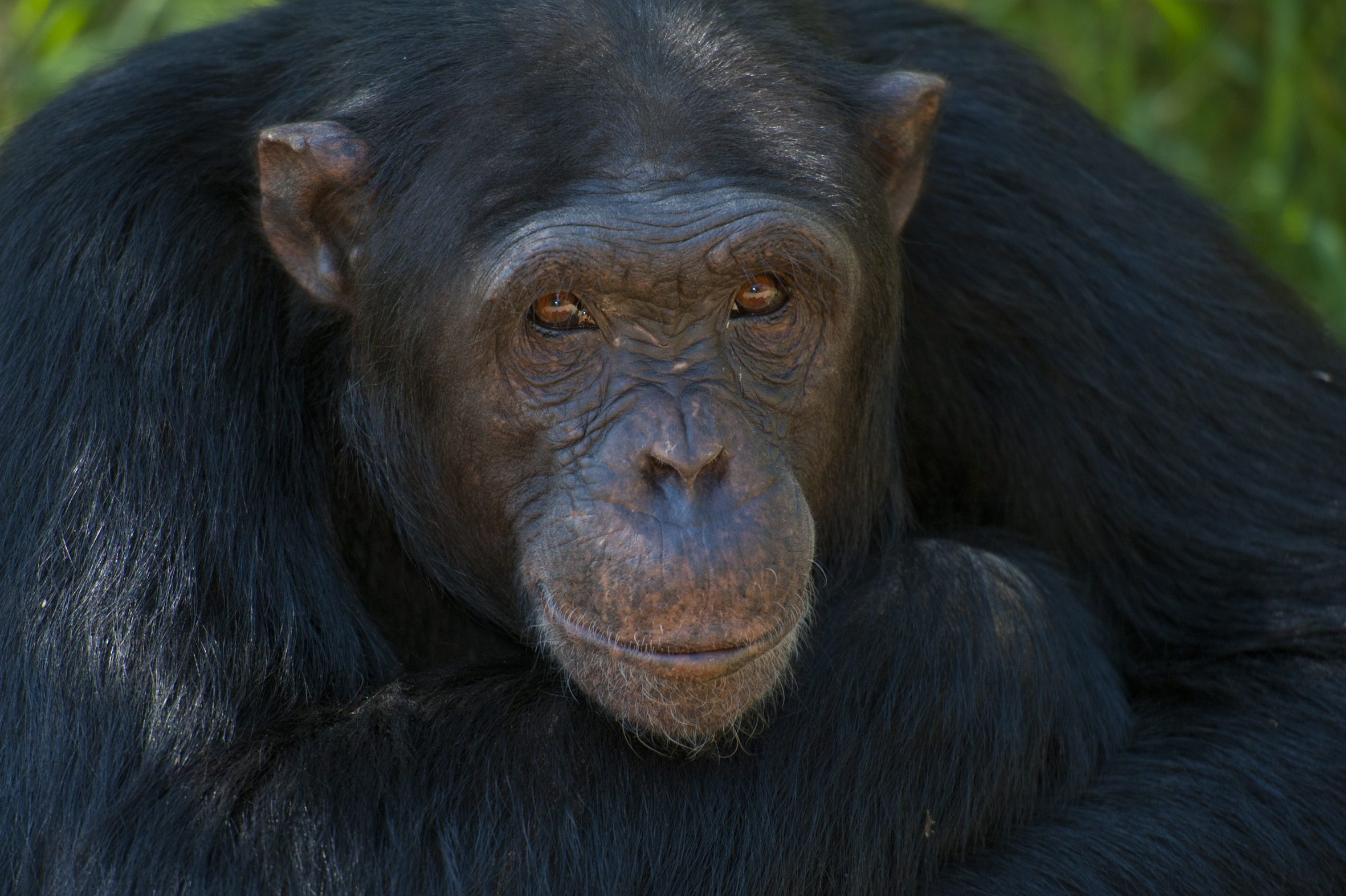 Choosing responsible wildlife encounters on safari, Chimpanzee