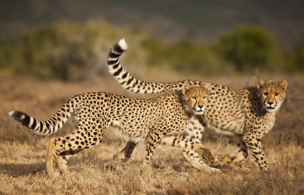 Choosing responsible wildlife encounters on safari, Cheetah Couple