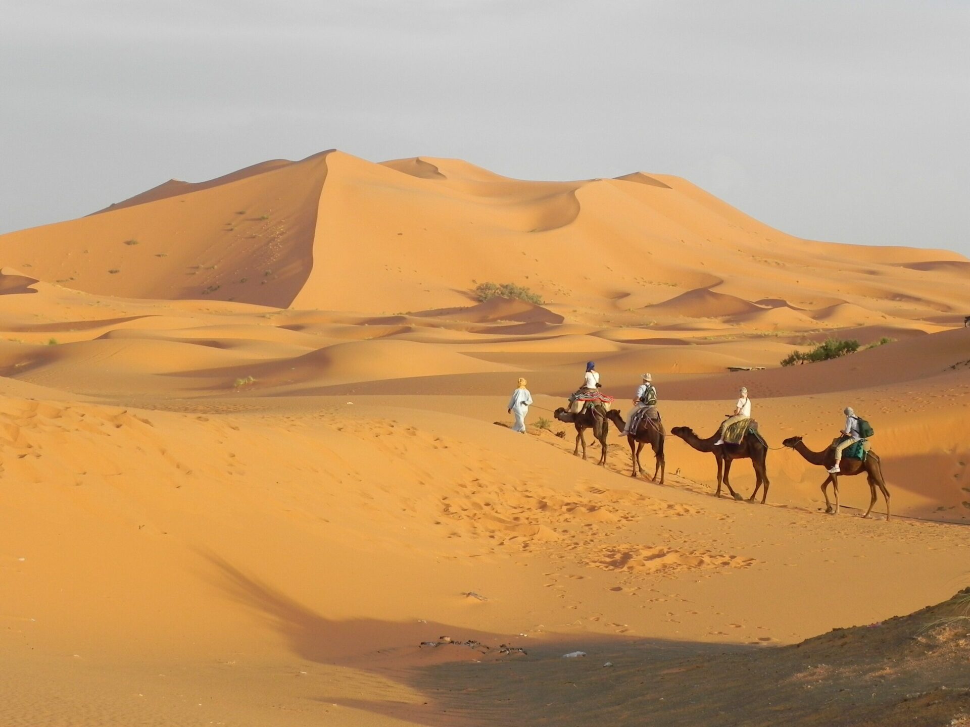 Ride by camel across the desert dunes at Merzouga