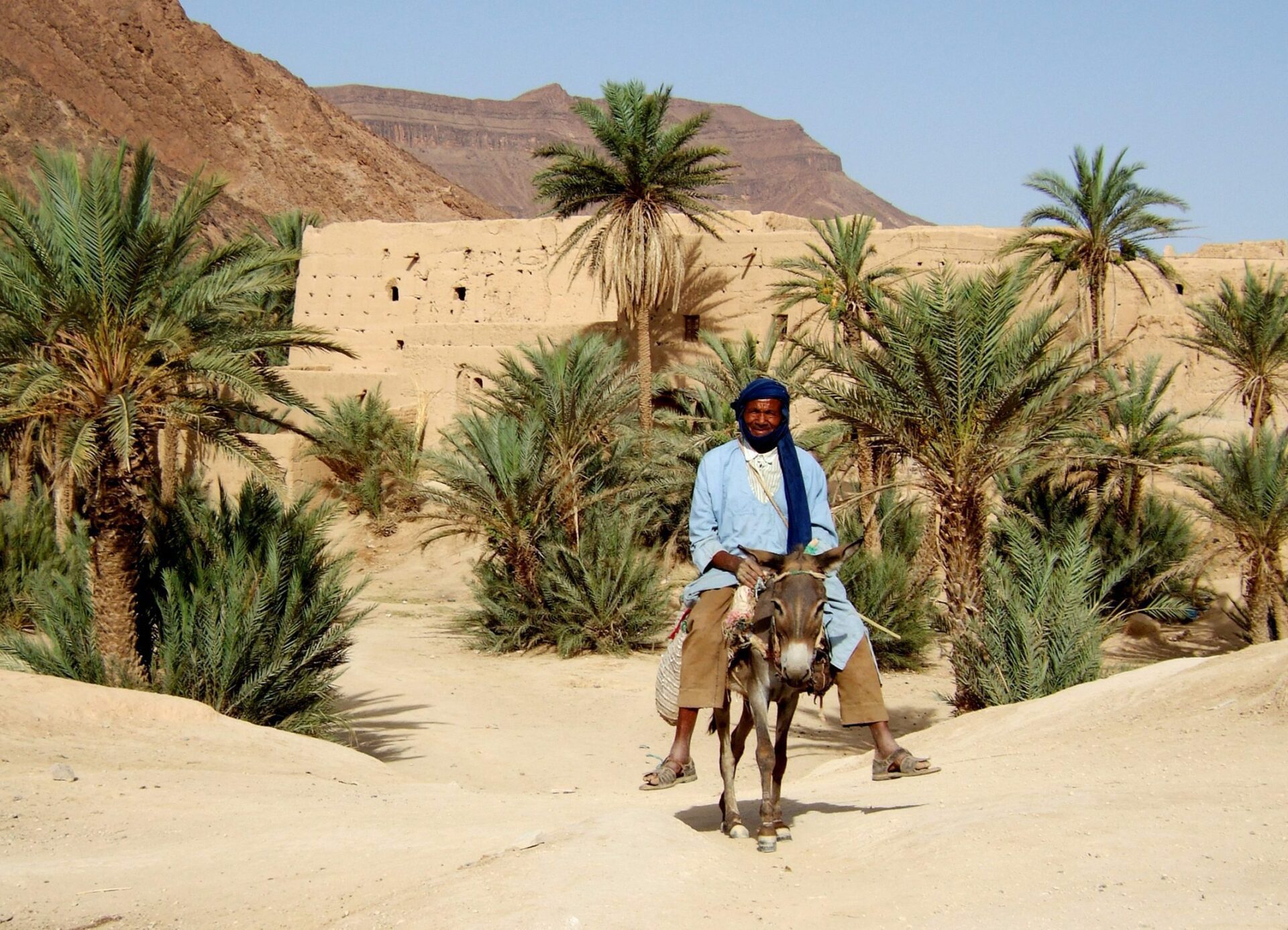 local riding a donkey with palms and buiding in backgound on Morocco safari
