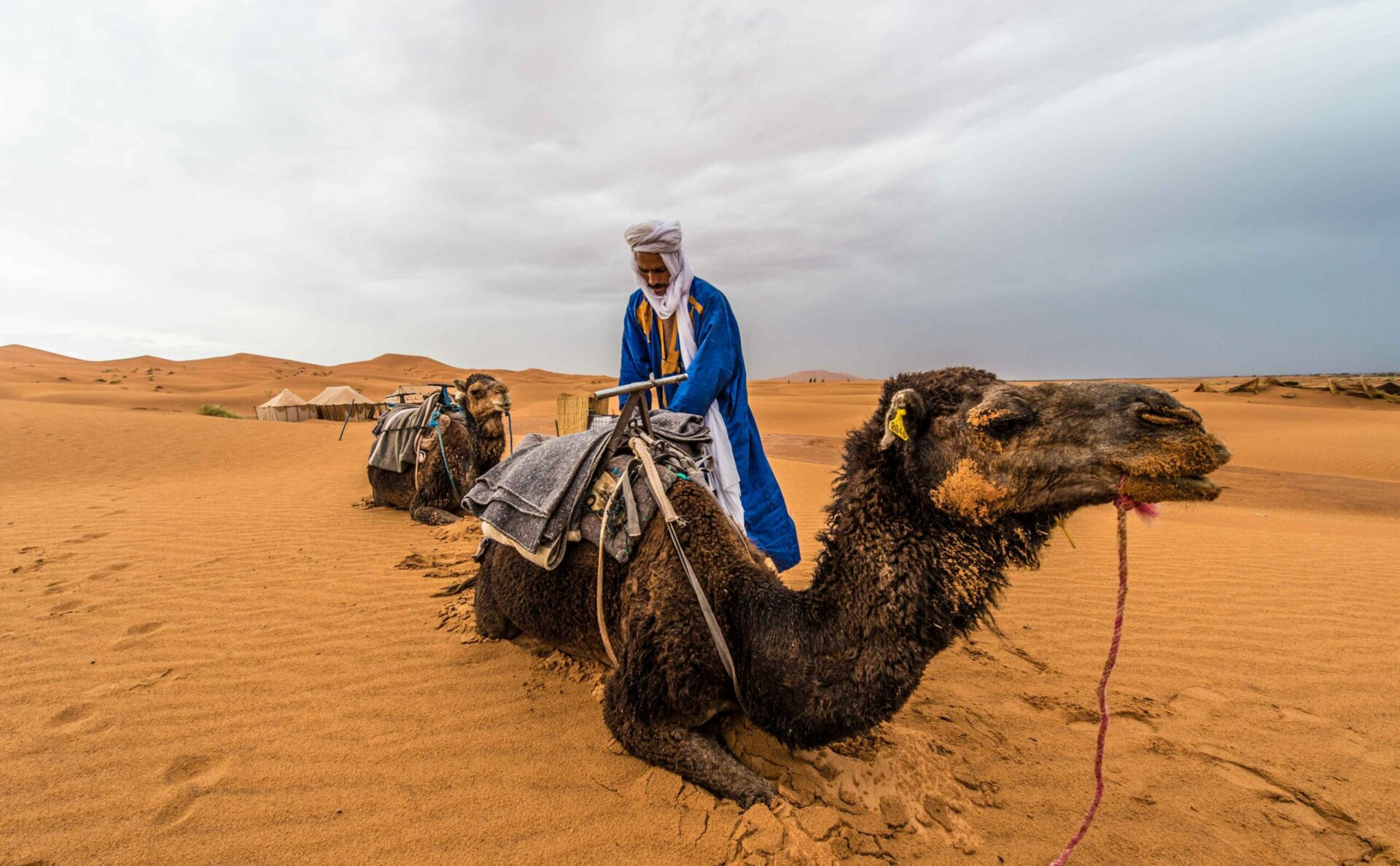 Local man tending to his camel in Sahara