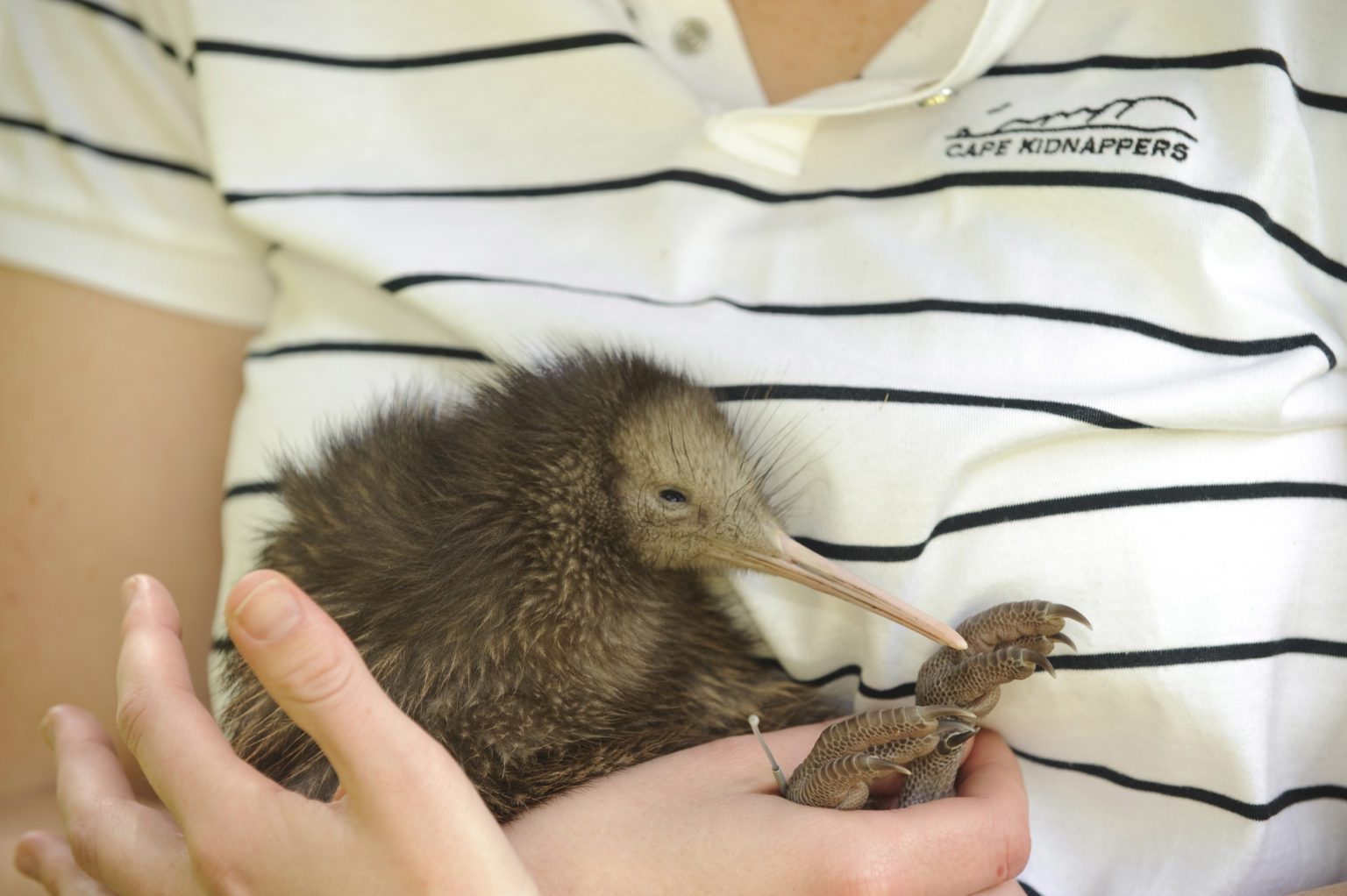 A kiwi bird being held at the kiwi sanctuary at Cape Kidnappers