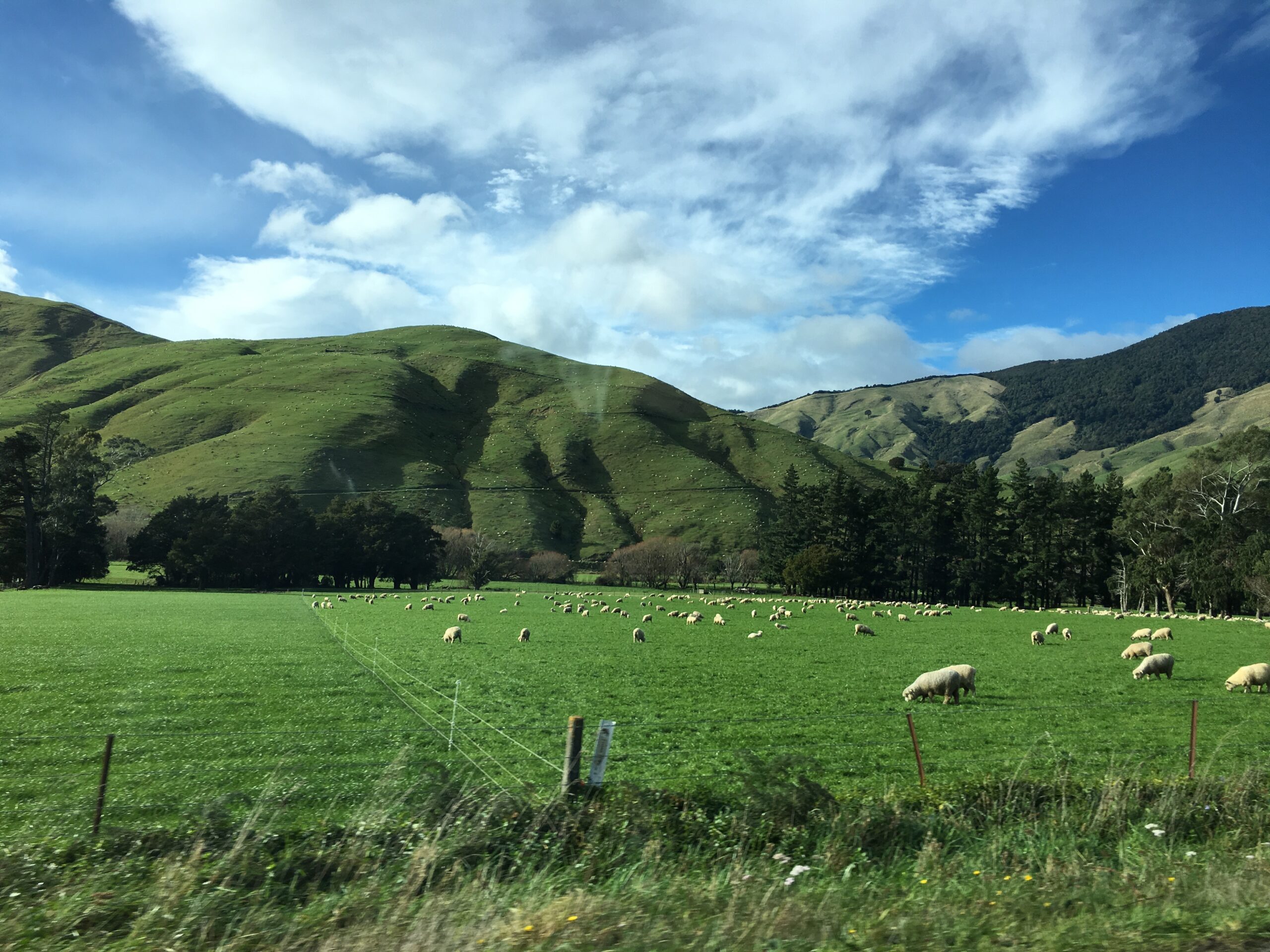 The Fun of Driving in New Zealand, Field of Sheep