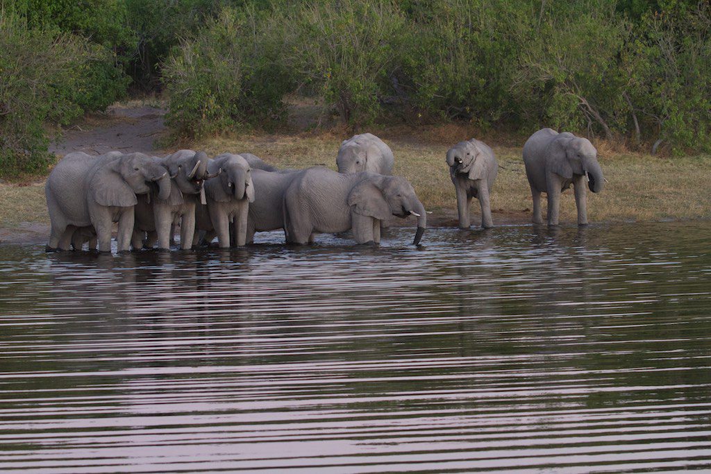 Catch Up With Game Plan Africa's Vee Thompson, Part 2, Botswana Group Safari