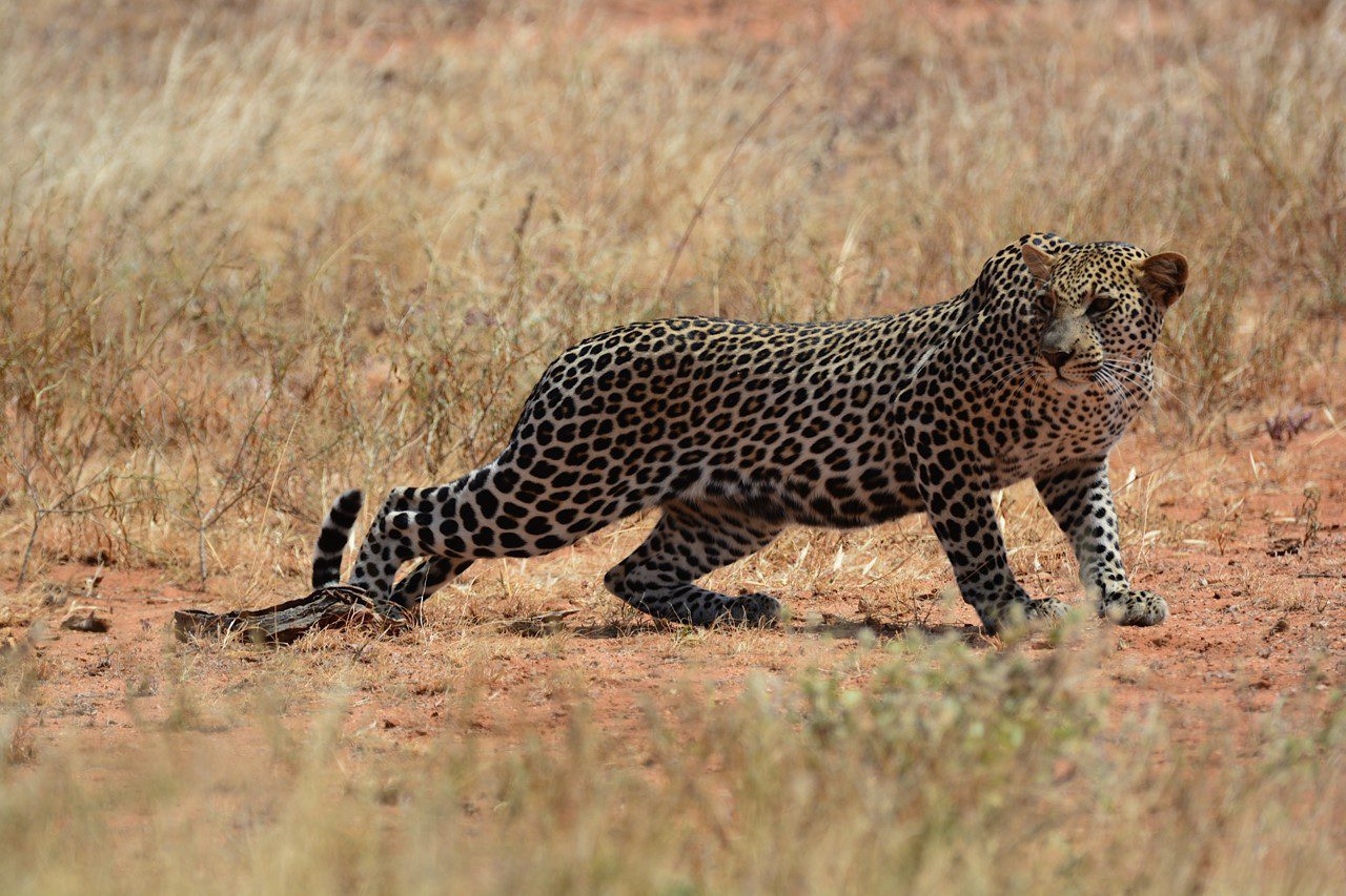 Leopard crouching in the brush seen on fly-in Kenya Safari