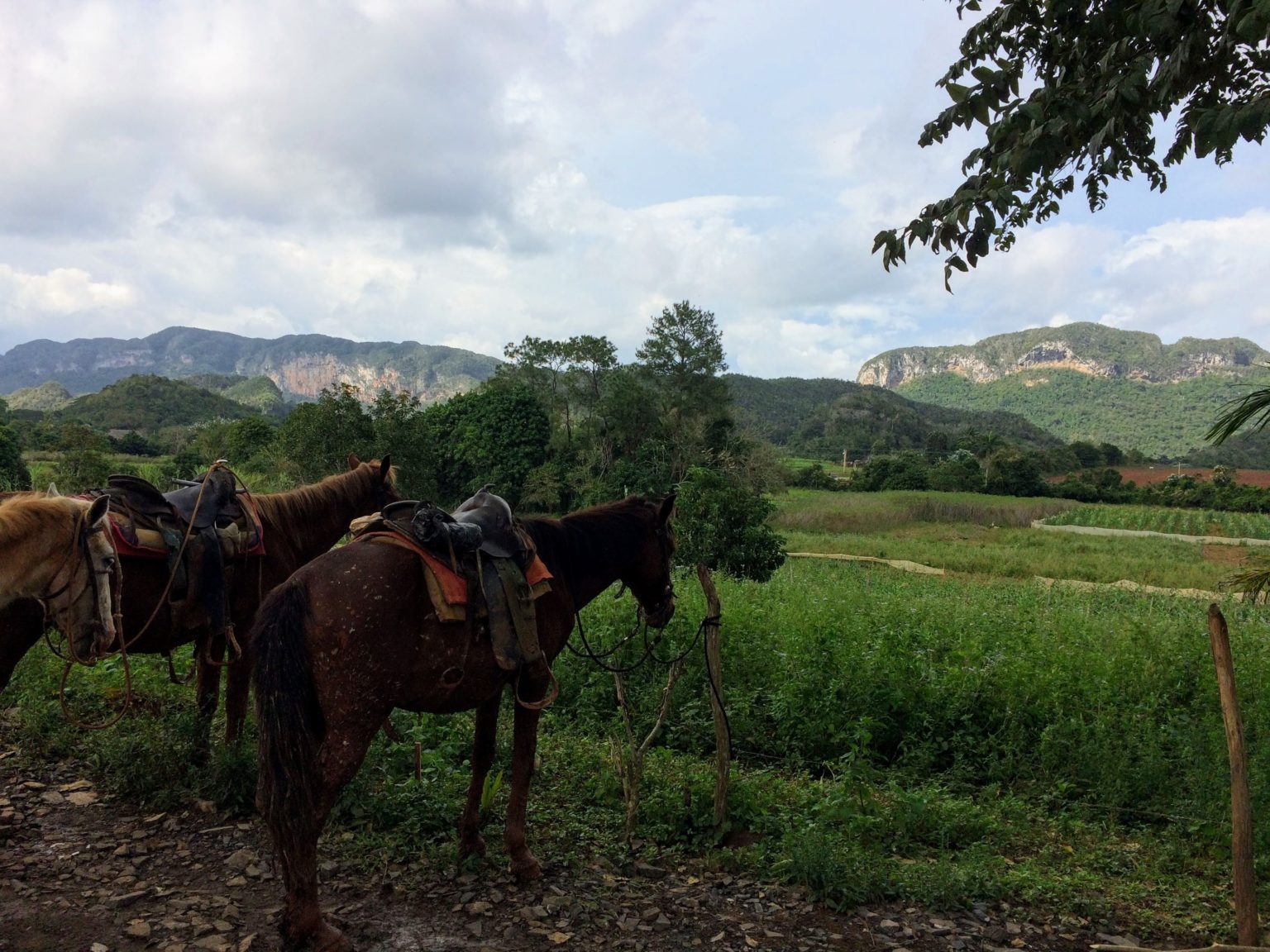 Horses with mountain in background in Vinales