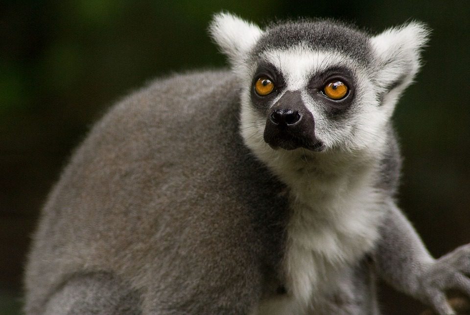 Lemur seen on our best Madagascar safari