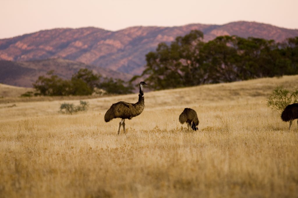 Three emus grazing in an open field with the Flinders Ranges in the background on a safari in Australia