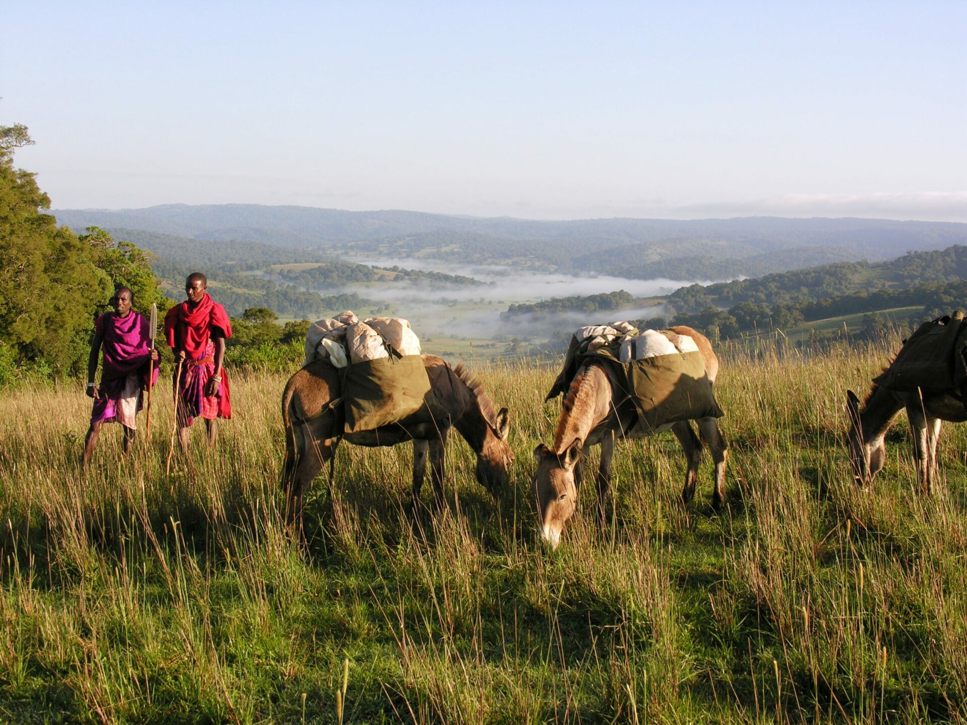Donkeys carrying gear through Lolita Hills with two Maasai on a walking safari