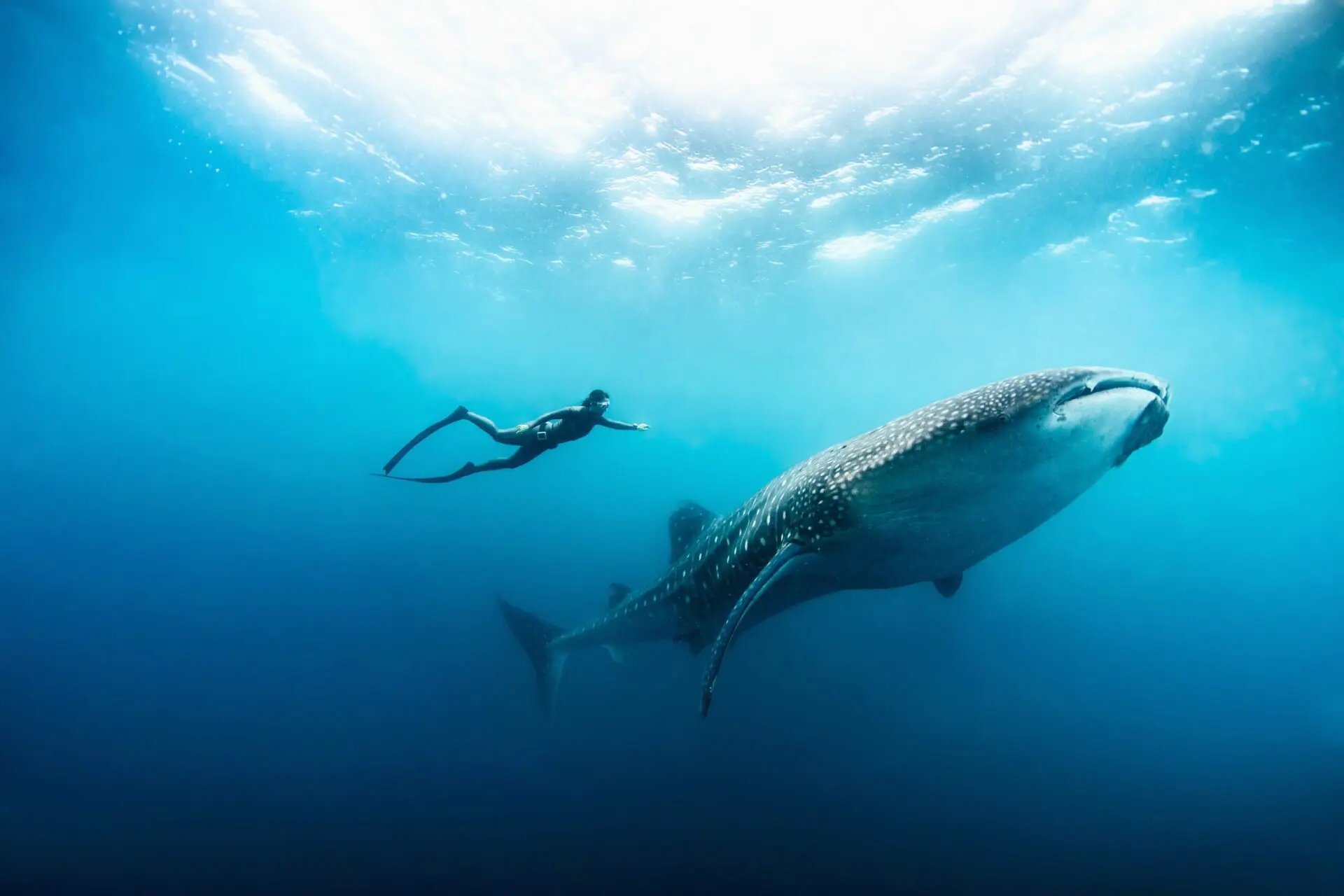 diver swimming next to whale shark