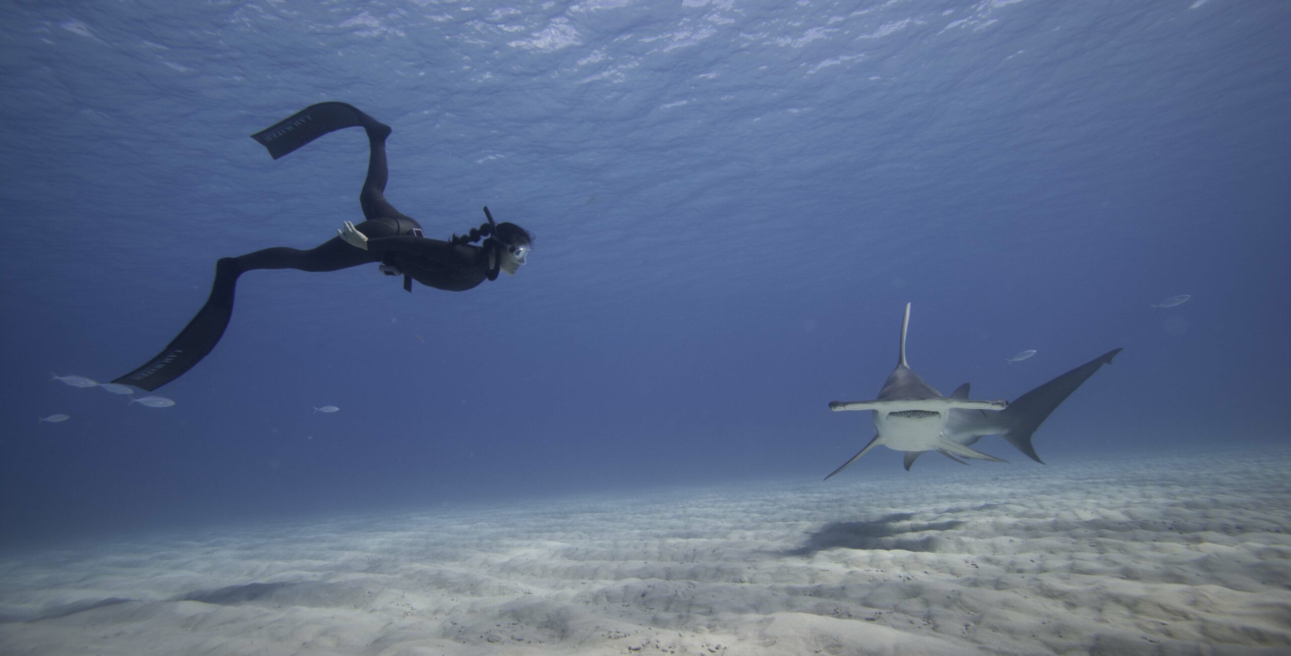Freediving Q&A With I AM WATER Foundation's Hanli Prinsloo, Hammerhead Shark