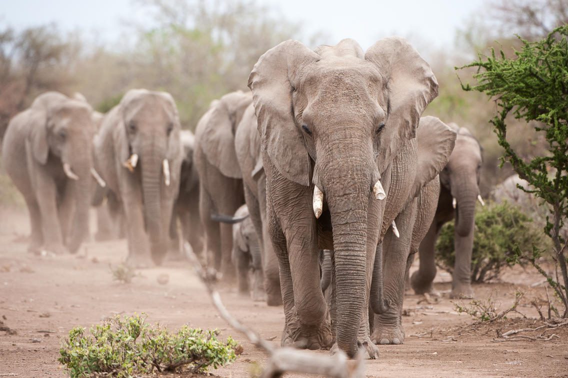 Large herd of elephants walk together on a dusty road through Mashatu Game Reserve