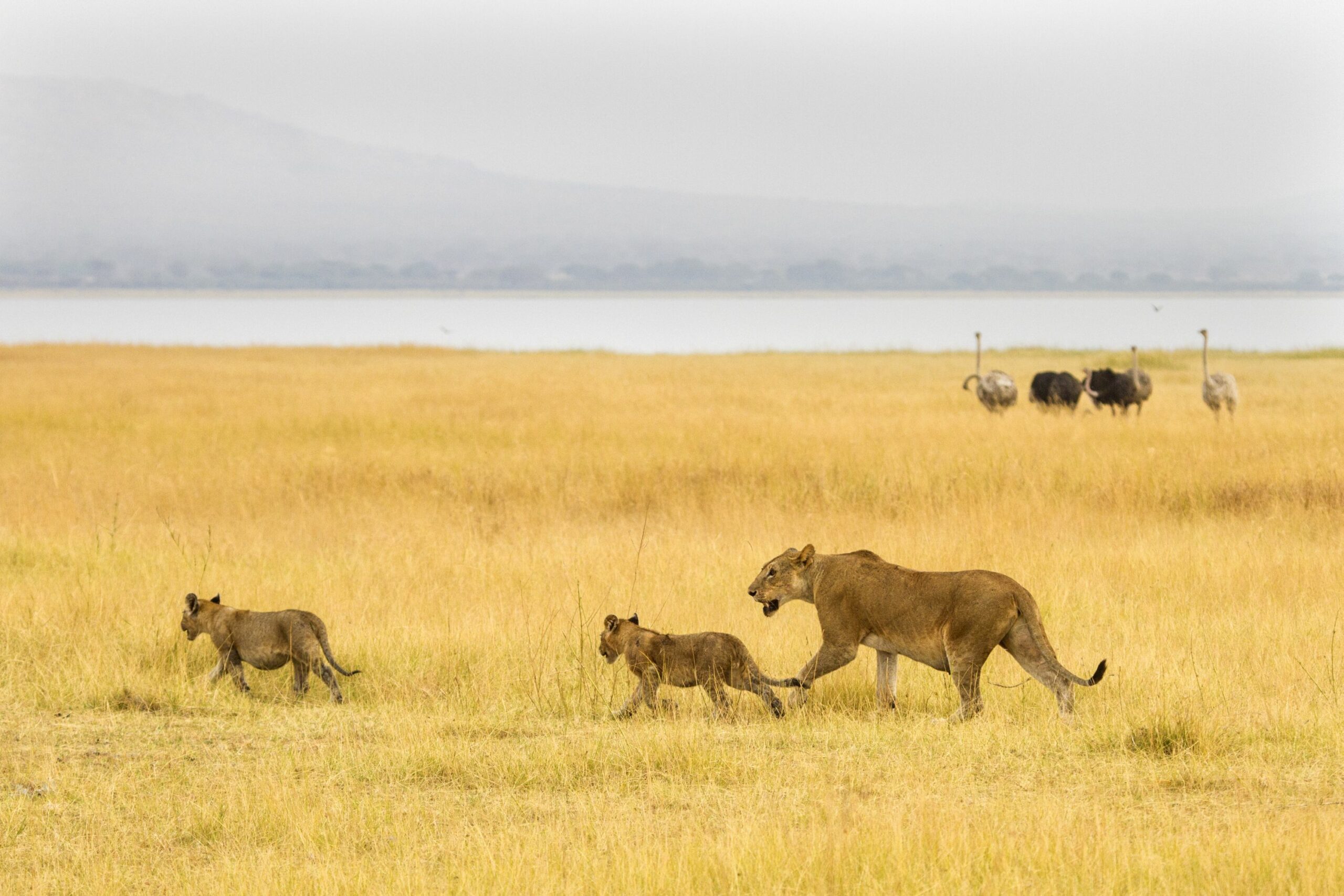 luxury Tanzania safari
