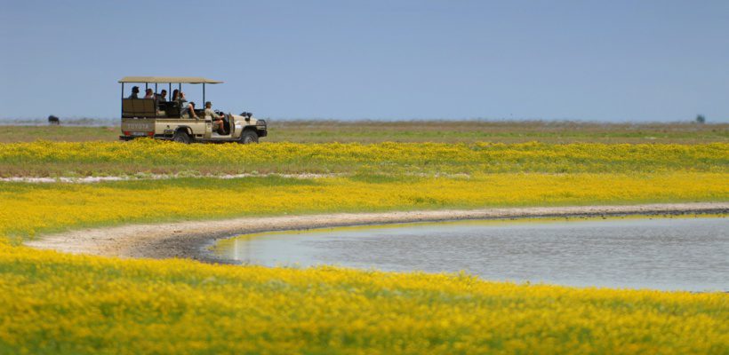 a game drive vehicle stopped to look at a body of water on the yellow and green grassy plain