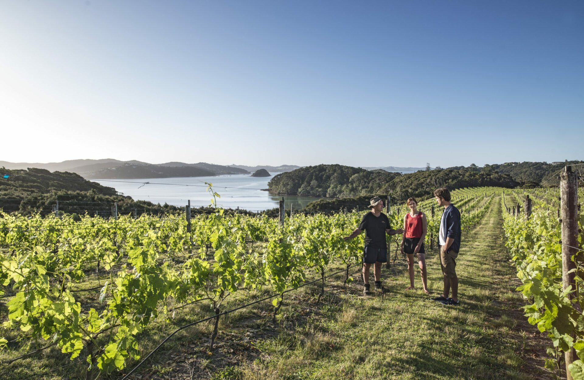 Walking through a vineyard in the Bay of Islands with the ocean in the background.