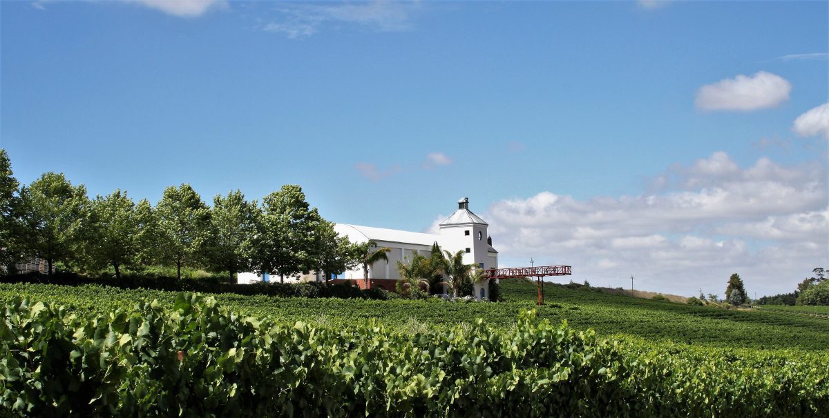 The Cape's Best Wineries - A Local's Guide