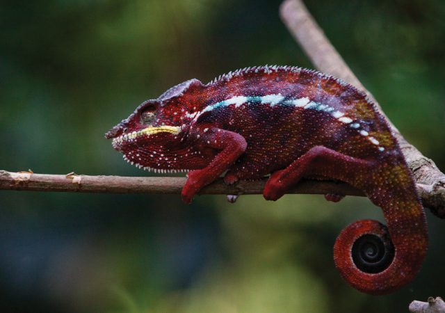 red chameleon on a branch with green background